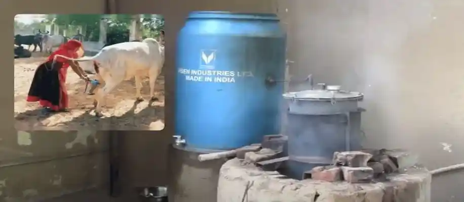गौमूत्र अर्क के फायदे, बनाने की विधि और कमाई का मौका_7035