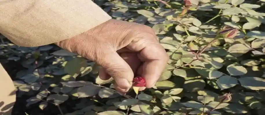 फरियाद अली - गुलाब की खुशबू से सफलता की कहानी_8914