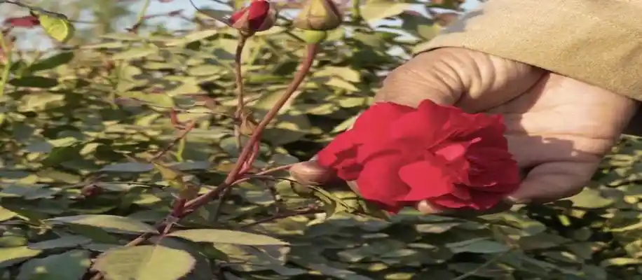 फरियाद अली - गुलाब की खुशबू से सफलता की कहानी_8914