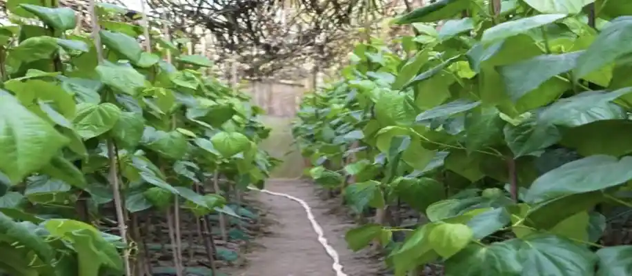 मधुमंगल जी - कोलकाता के मीठे पान की खेती करने वाले मेहनती किसान_8759