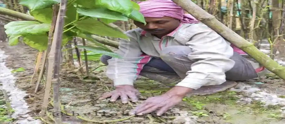मधुमंगल जी - कोलकाता के मीठे पान की खेती करने वाले मेहनती किसान_8759