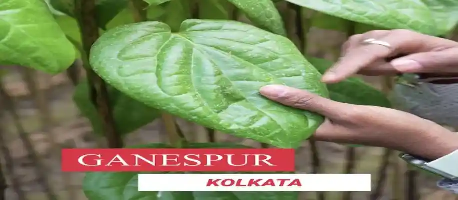 मधुमंगल जी - कोलकाता के मीठे पान की खेती करने वाले मेहनती किसान_8759