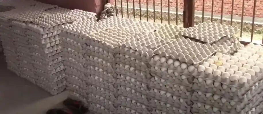 लेयर पोल्ट्री फार्मिंग: कम निवेश में अधिक मुनाफे का व्यवसाय_7992