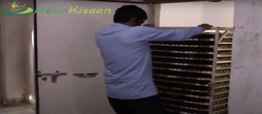 हैचरी फार्मिंग: अंडों से चूजे बनने तक का सफर_1012