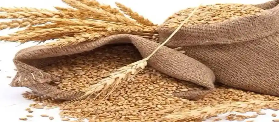 भोजन की बर्बादी: समस्या हमारी सोच में है या व्यवस्था में?_4669