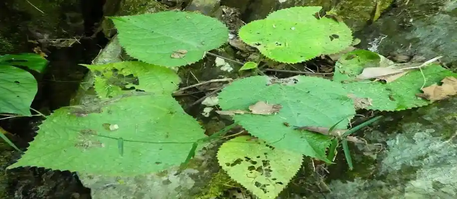 वह फसल जिसे छूना से बहुत खतरा है_6754