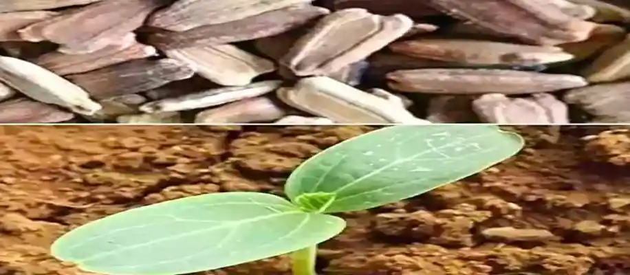 दुनिया की सबसे लंबी लौकी: एलन ईटन की ऐतिहासिक उपलब्धि_6610
