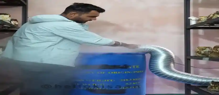 शिटाके मशरूम की खेती: एक फायदेमंद बिजनेस_4030