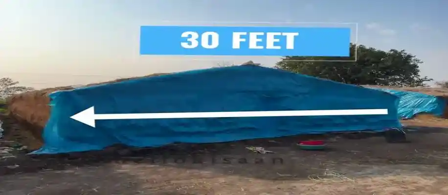 मशरूम की खेती: एक सफल व्यवसाय_4092