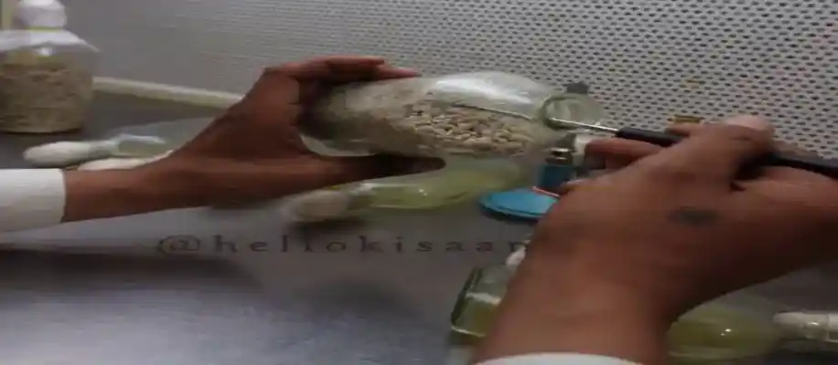 मशरूम की खेती: एक सफल व्यवसाय_4092