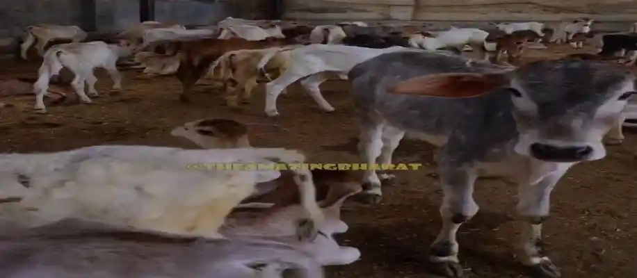 हाईटेक गौशाला - कमाल इंजीनियरिंग_2652