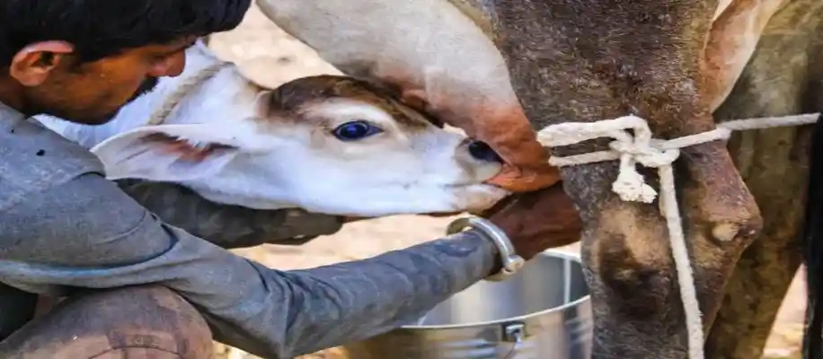 भारत का ऐसा गांव जहाँ कोई भी नहीं बेच सकता दूध_4466