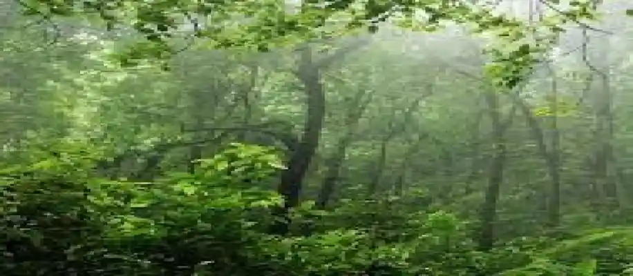 भारत में पेड़ लगाने की स्थिति_6832