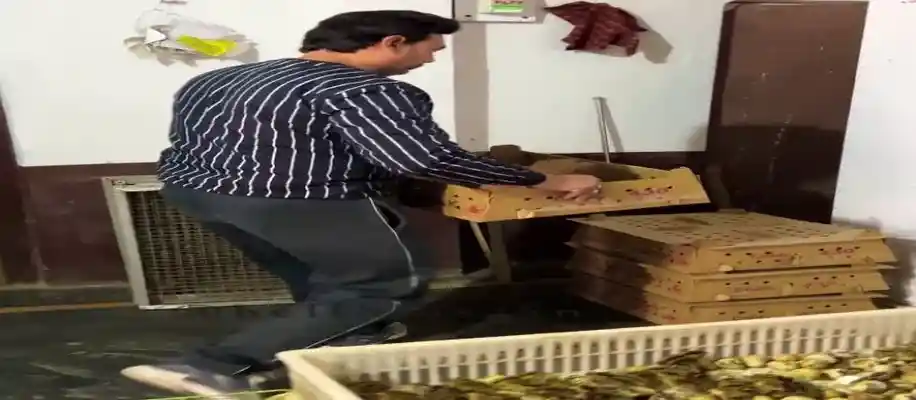 मेरठ के बटेर पालन के उस्ताद_1761