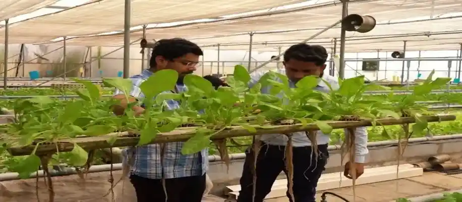 मछली से उगने वाली सब्जी करोड़ो की_2278