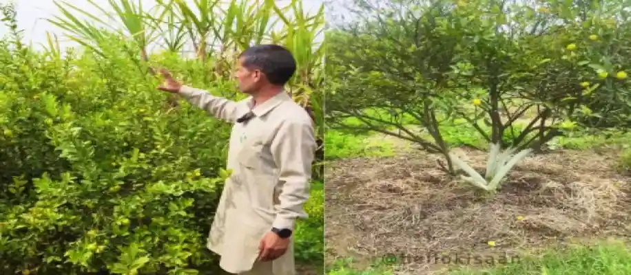संदीप नरवाल की मल्टीक्रॉप फार्मिंग_9442