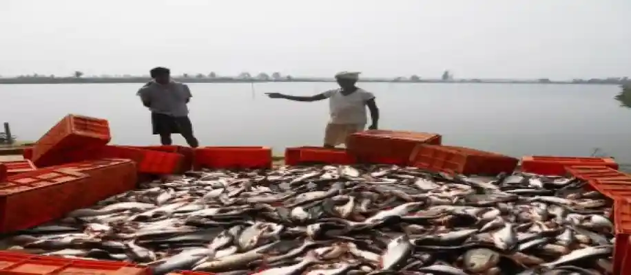 चीन ने बनाये पानी पर तैरने वाले रबड़ के खेत_8843