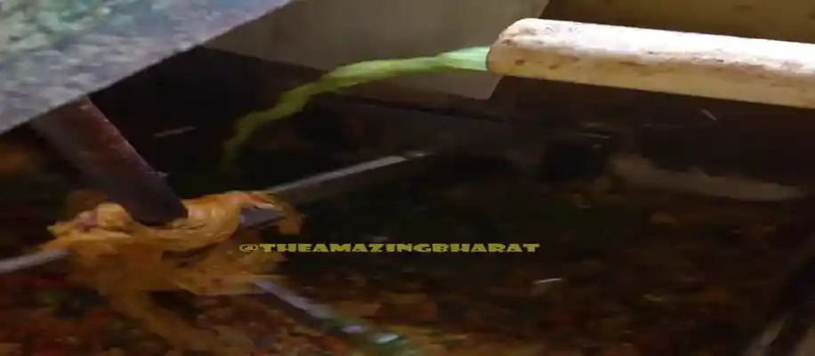 कचरे से बनी गैस और बिजली_7547