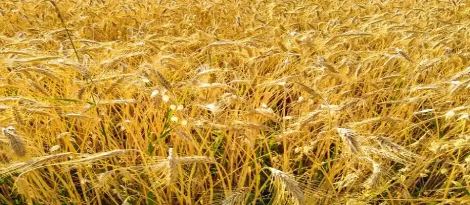 बढ़ती गर्मी का कृषि पर प्रभाव और बचाव के उपाय_5891