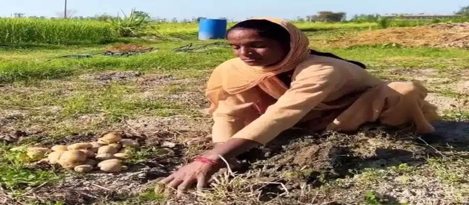 प्राकृतिक खेती का जीवंत उदाहरण_3506