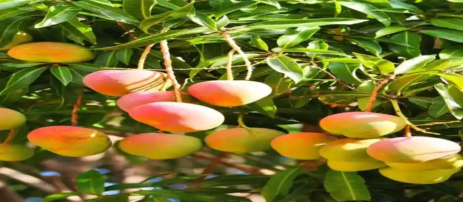 कृत्रिम रूप से पकाए गए आमों की पहचान कैसे करें: एक जरूरी जानकारी_1370