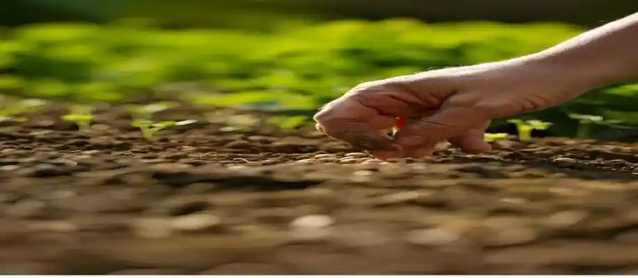एग्रोफॉरेस्ट्री: पेड़ों के साथ खेती – कम खर्च, ज्यादा फायदा_6295