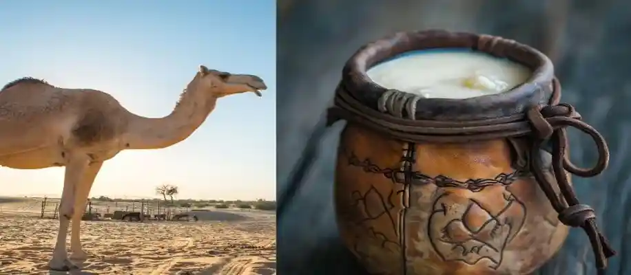 ऊँटनी के दूध और घी के फायदे_8390