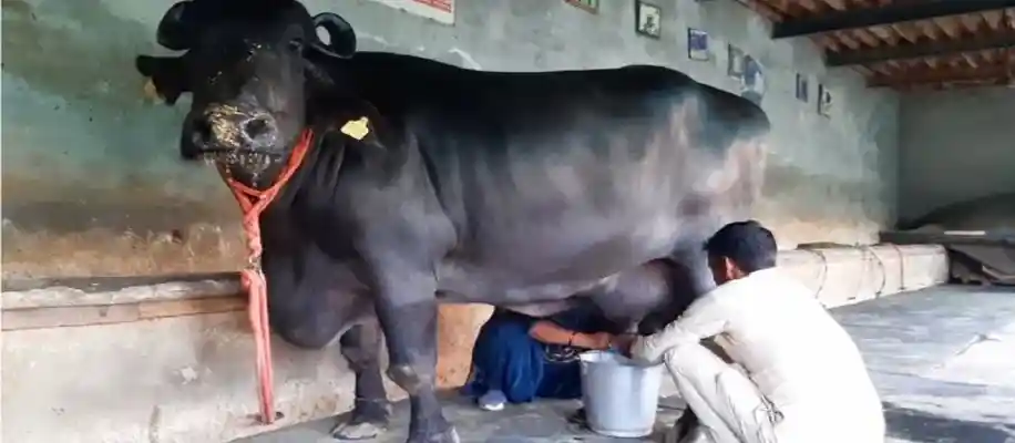 दुनिया की सबसे ज्यादा दूध देने वाली भैसं_4369
