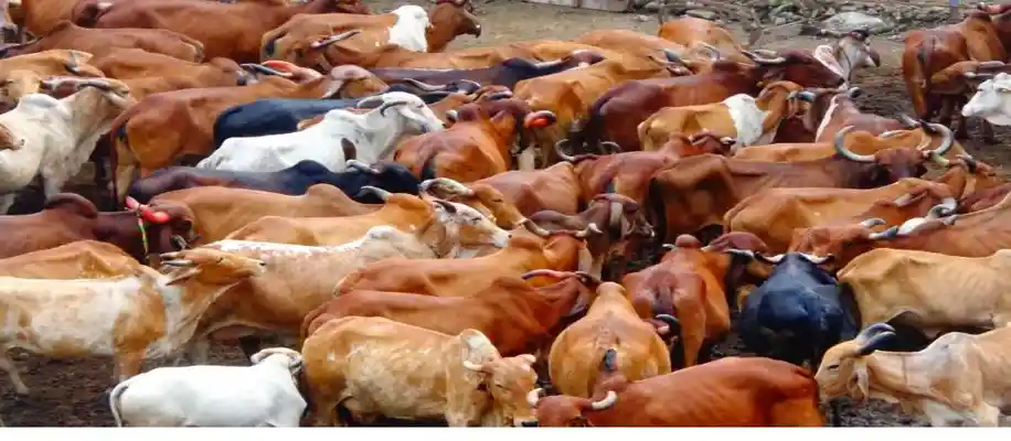 गाय-भैंस के गैस पास करने पर टैक्स – क्या सच में ऐसा होता है?_8100