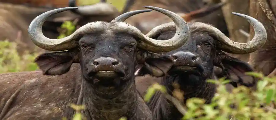 गाय-भैंस के गैस पास करने पर टैक्स – क्या सच में ऐसा होता है?_8100