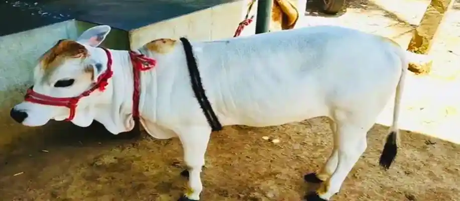 क्या पुंगनुर गाय सबसे छोटी गाय है ?_7814