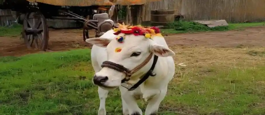क्या पुंगनुर गाय सबसे छोटी गाय है ?_7814