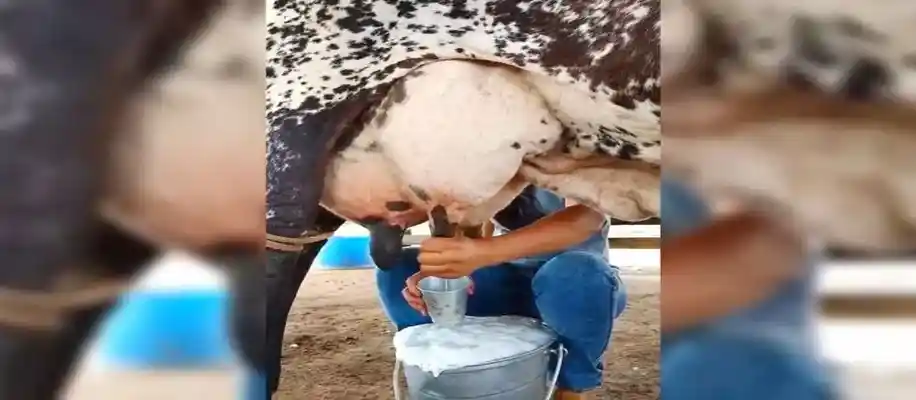 वो गाय जिसने दूध नहीं, इतिहास बहाया_8828