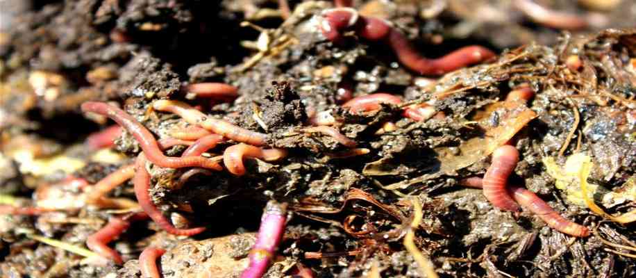 earthworm life cycle