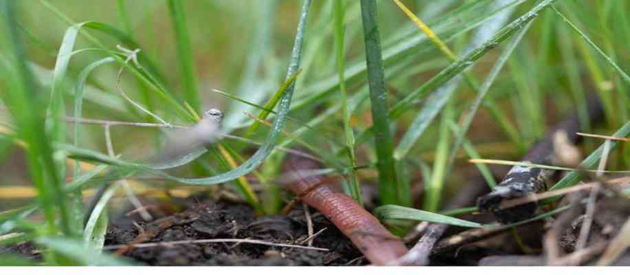  life stages of earthworm