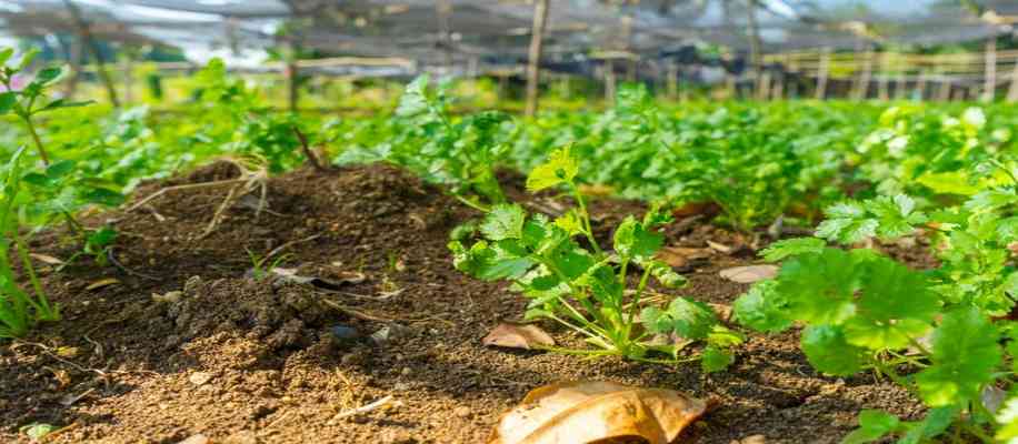 organic farming produce more methane