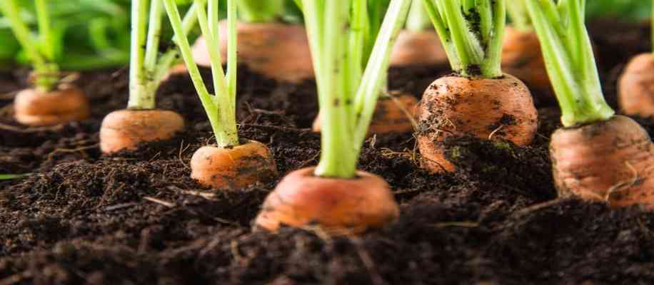 Zero Budget Natural Farming