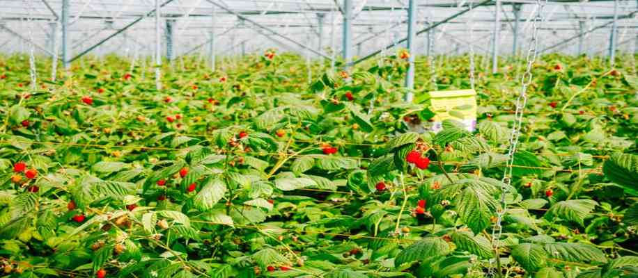 how to protect crop to use trap crops