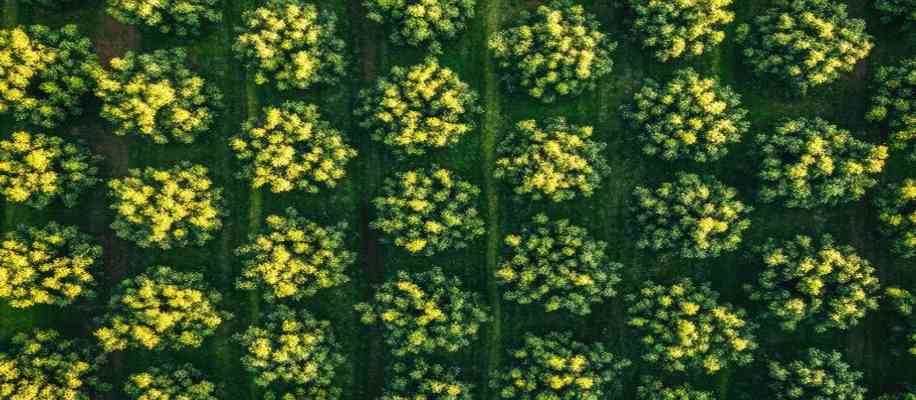 Trap Crops Crop Protection