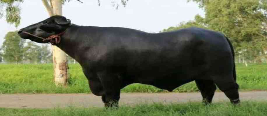 Buffalo Varieties in India