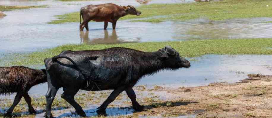 Surti buffalo in india