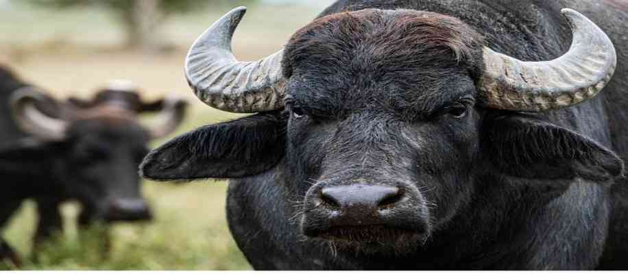 Mehsana buffalo in gujrat