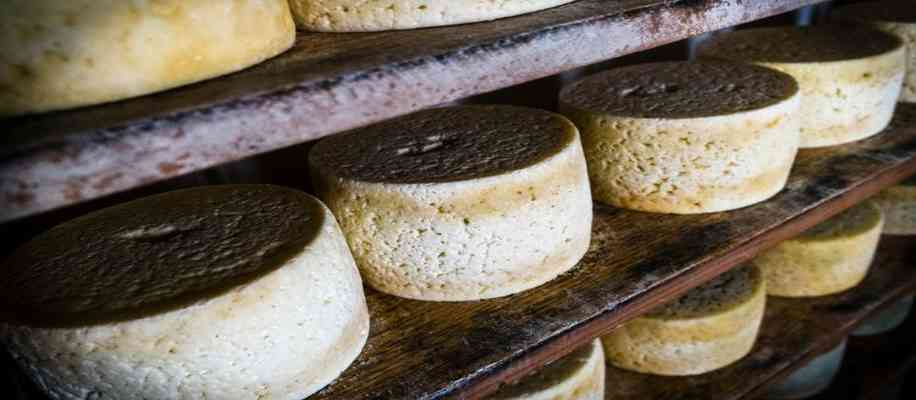 Paneer sold for 36 lakhs Cabrale Cheese