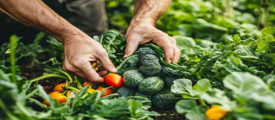 Chemical-free farming in india
