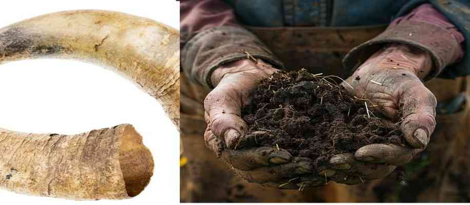 Method of using horn manure