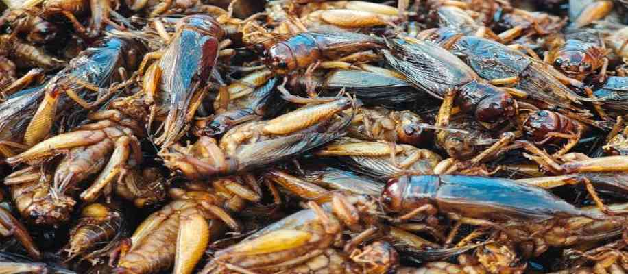 Cricket Farming in china