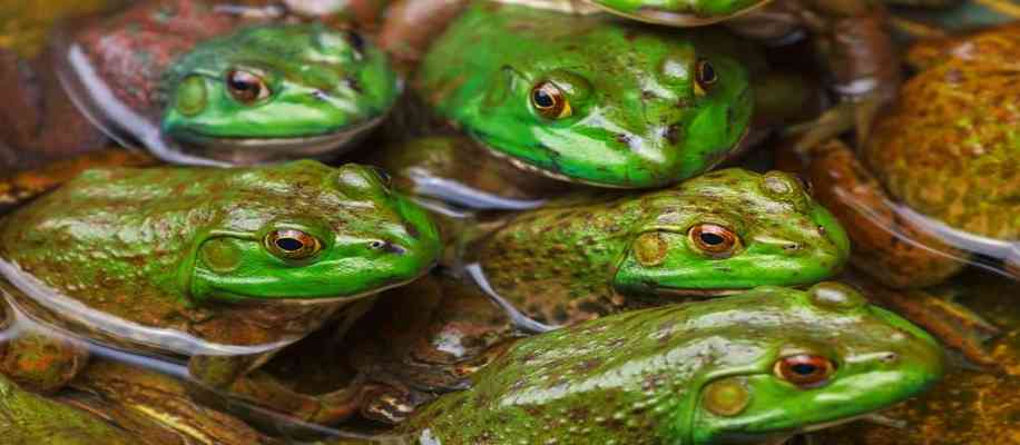 Farming of frogs in china