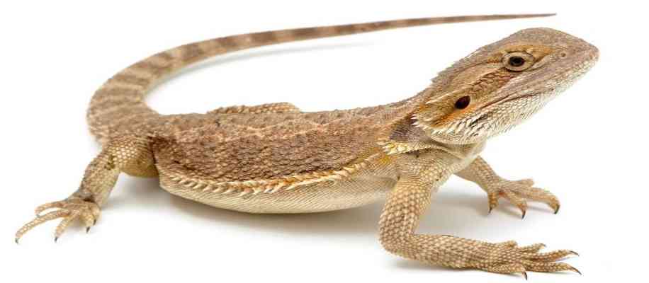 Gecko Farming in china