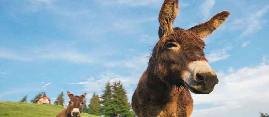 Donkey milk use in india