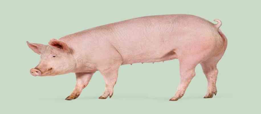 Pig milk use in india